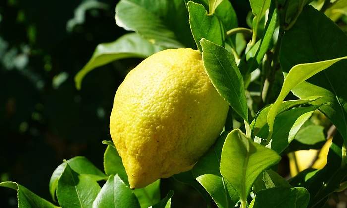 citricos.jpg