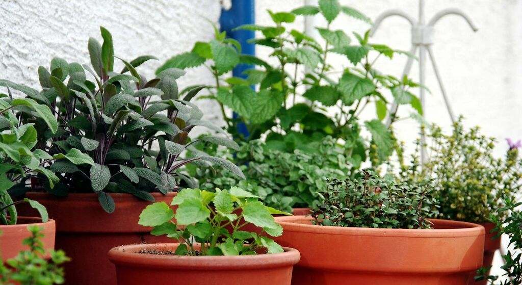 Mucho sol. Plantas aromáticas