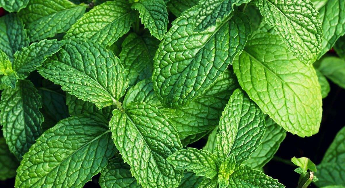 Menta