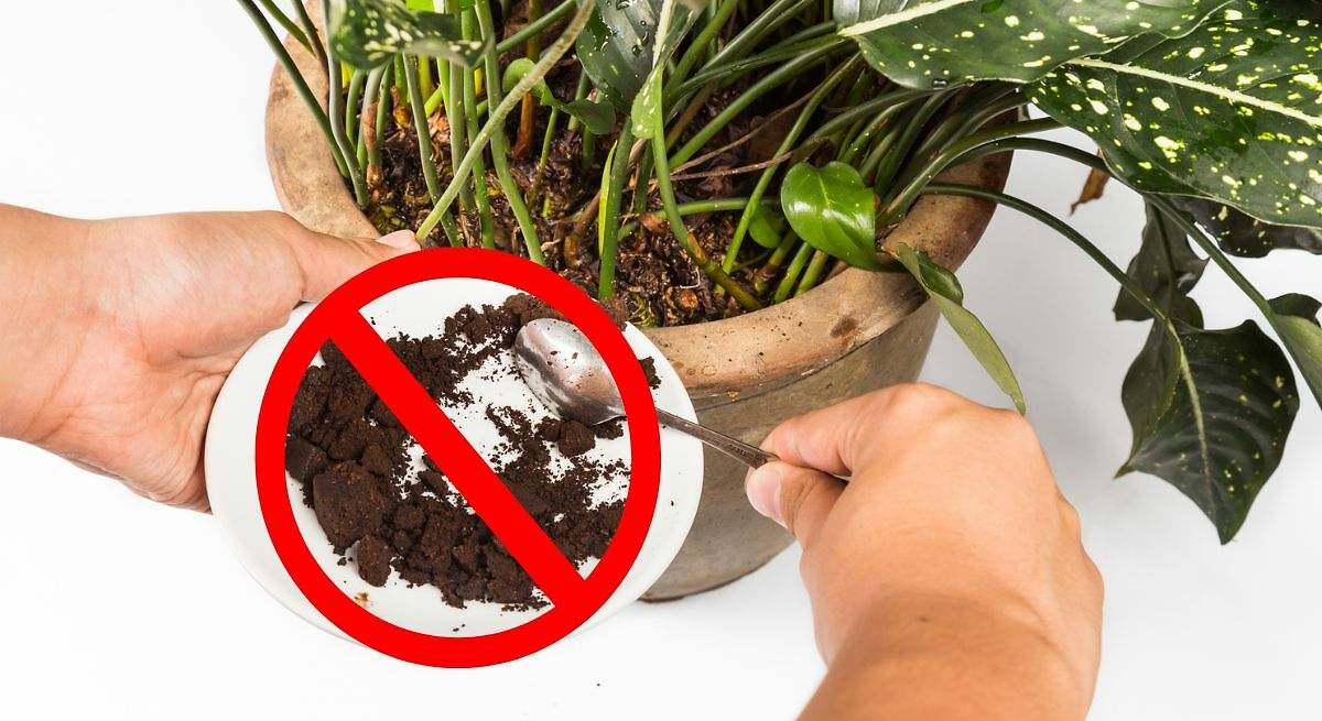 A tener en cuenta: los posos de café son el abono perfecto para tu jardín, pero estas cinco plantas no los toleran