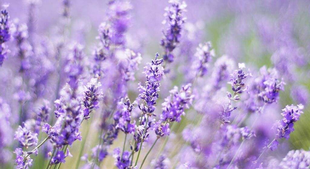 Lavanda