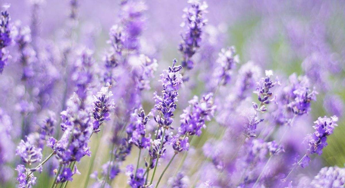 Lavanda