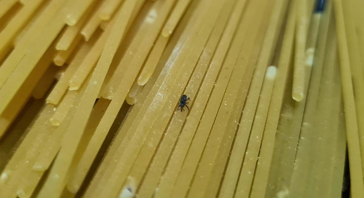Mis espaguetis estaban llenos de gorgojos y no lo sabía: cómo detectar y eliminar a los escarabajos de la comida
