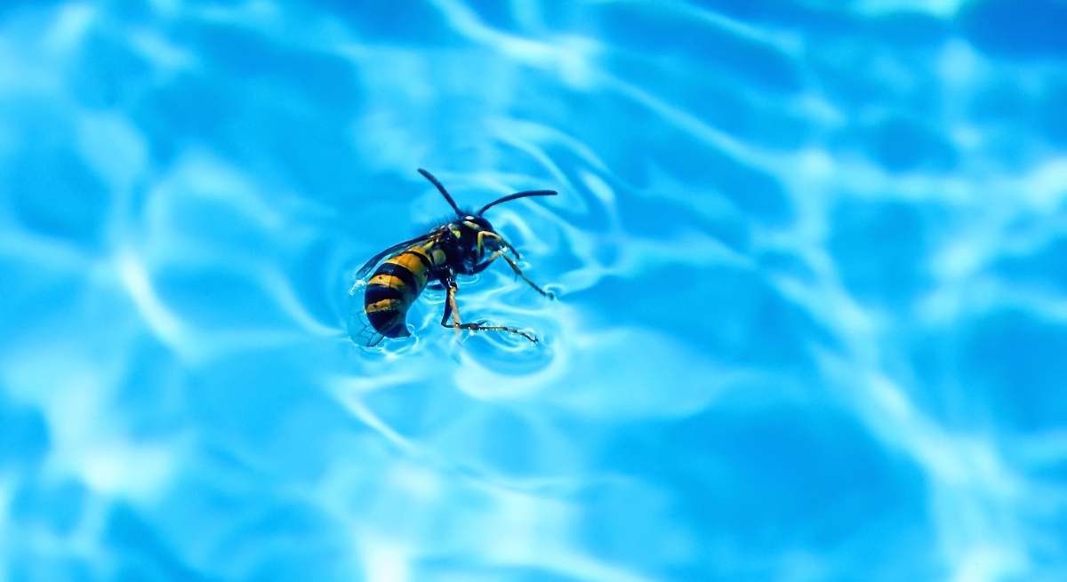 Fuera avispas de la piscina y del jardín: los remedios para mantenerlas bien lejos y evitar sus picaduras