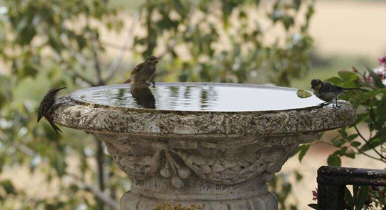 Pájaros en una fuente