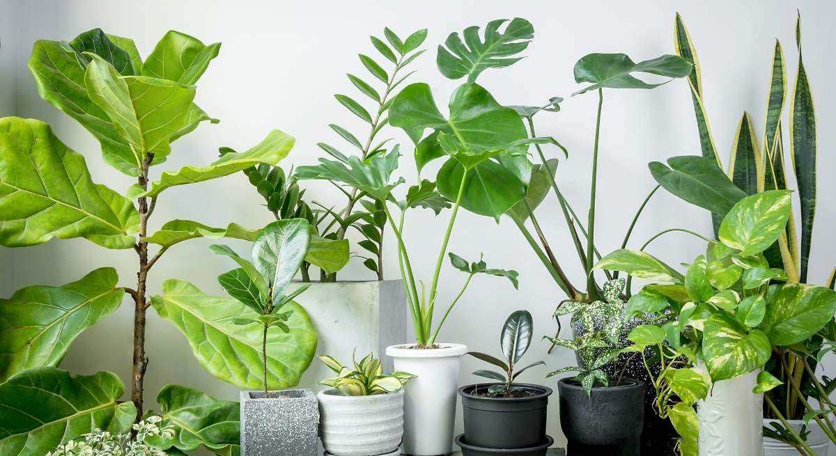 El riego por goteo casero con solo dos elementos para que no se sequen las plantas en verano