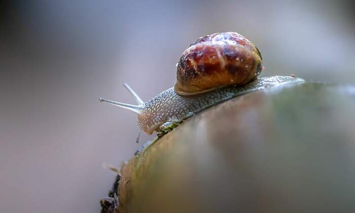 Lento-istock-1200.jpg
