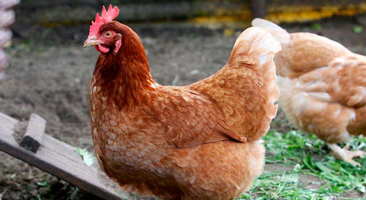 El impacto de las gallinas