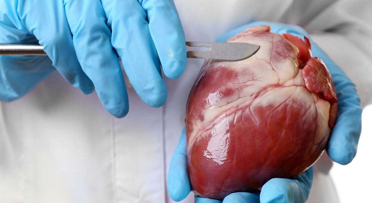 Investigadores de España descubren que estos fármacos para tratar la diabetes tipo 2 mejoran la función eléctrica del corazón