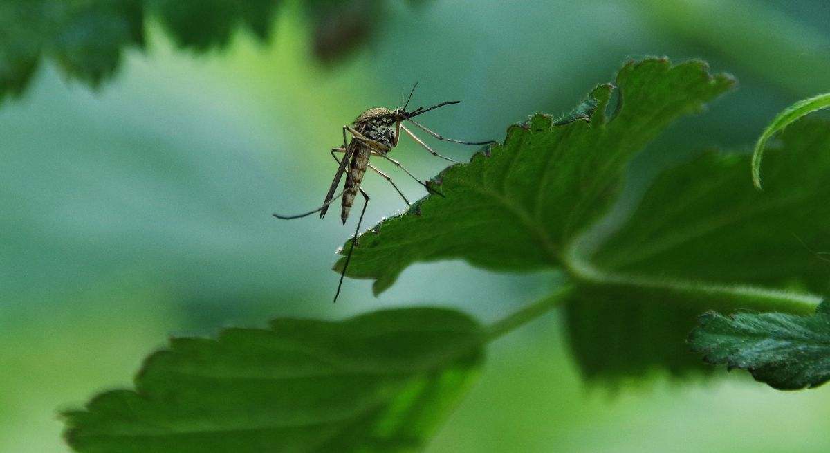 Las autoridades piden a la población que se prepare para lo que ya ha llegado a Pontevedra:  Se han detectado larvas de mosquito tigre 
