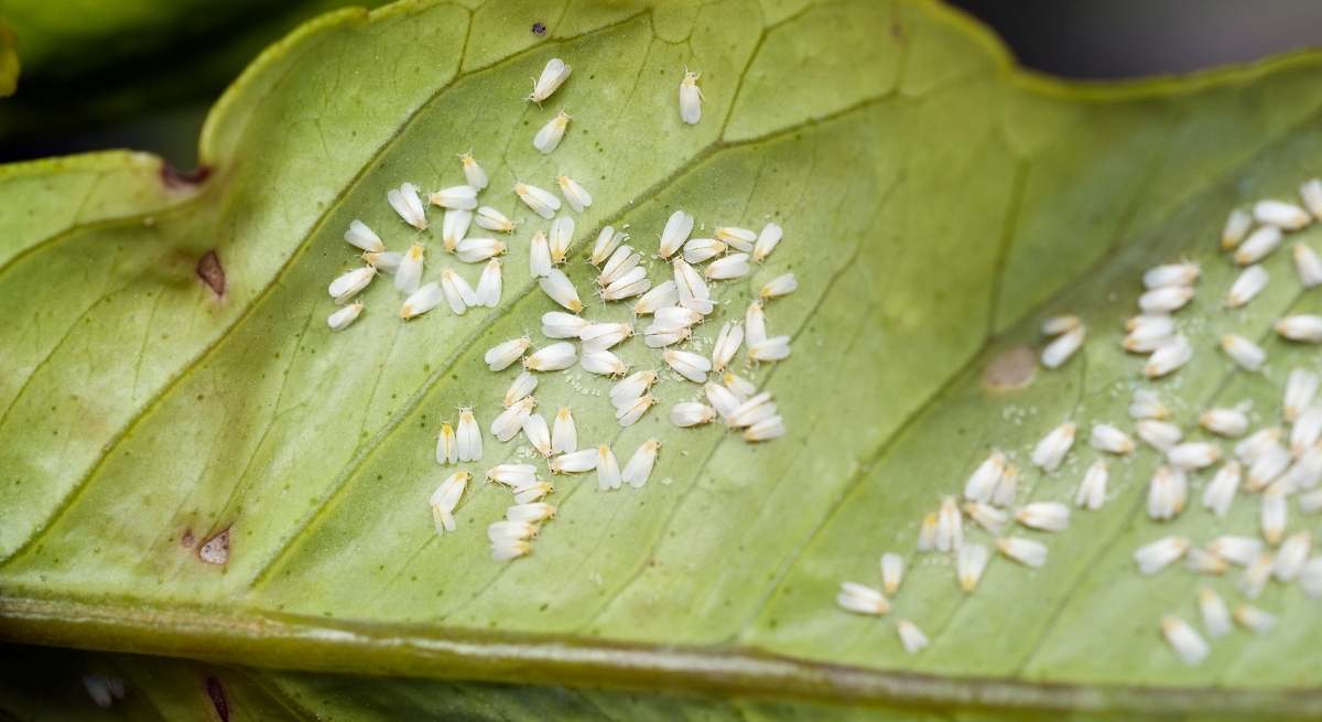 Mosca blanca