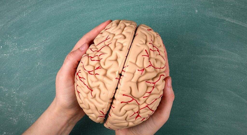 Favorece la plasticidad cerebral