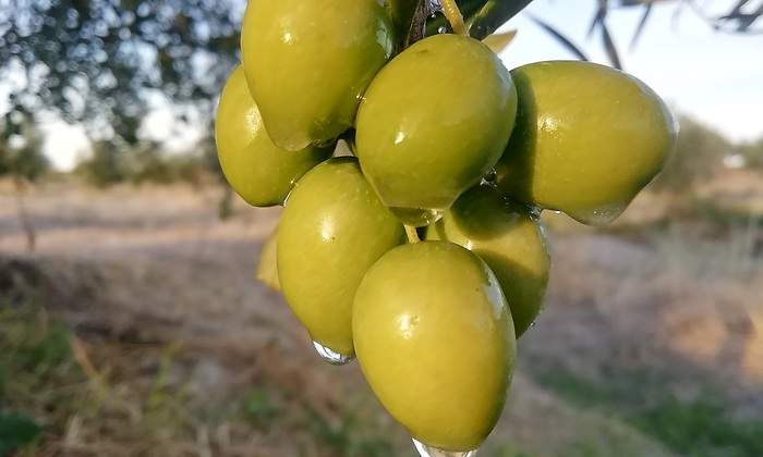 aceituna.jpg