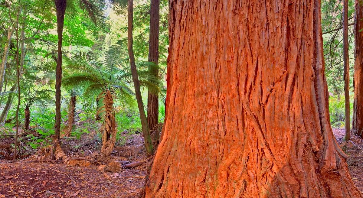 El sorprendente árbol que necesita que haya incendios para poder sobrevivir en la naturaleza