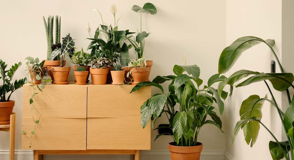 El gotero casero con solo dos elementos para que las plantas se rieguen solas durante el verano