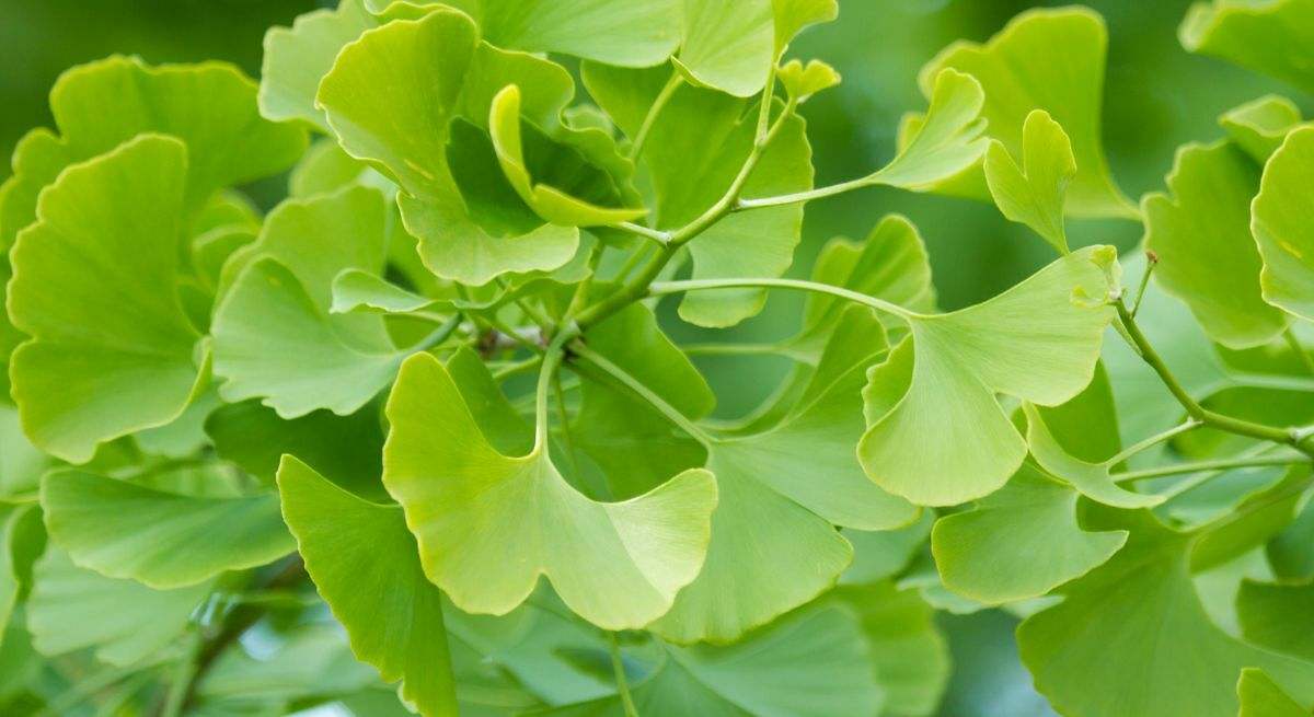 La planta que ayuda a mejorar la memoria, combate la demencia y fortalece el cerebro
