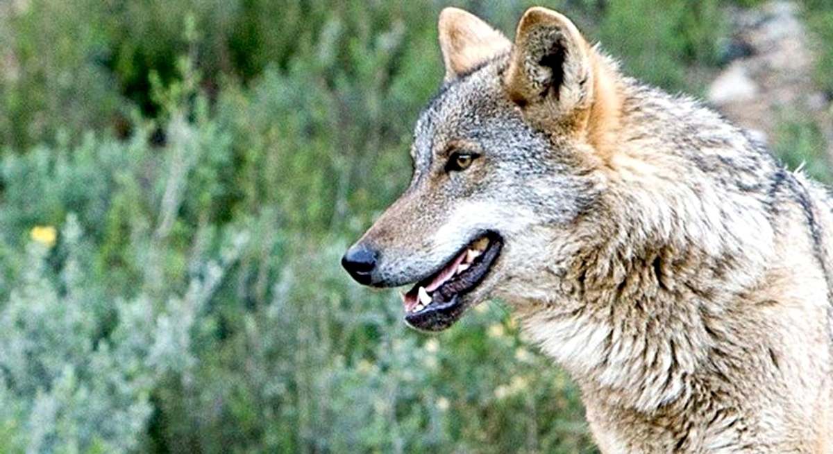 Cazar lobos puede volver a ser legal tras estar prohibido más de cuatro años en toda España