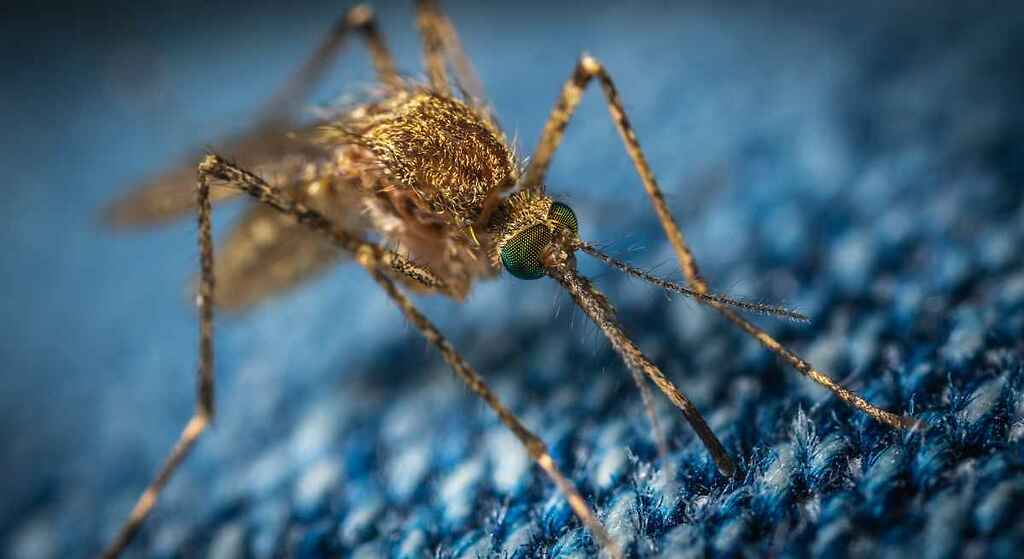 El efectivo método japonés para combatir mosquitos y otros insectos de manera natural