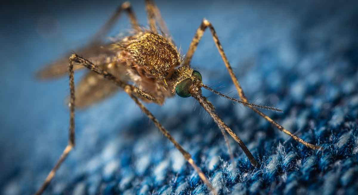 Adiós al mosquito en la habitación: el incienso japonés que los repele para siempre