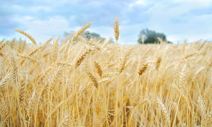 1200-655-trigo-campo-dreamstime.jpg