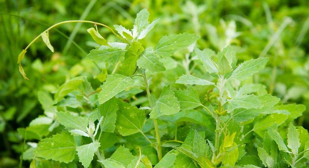 La planta que todas las personas tienen en su patio y que cortan sin conocer sus propiedades medicinales