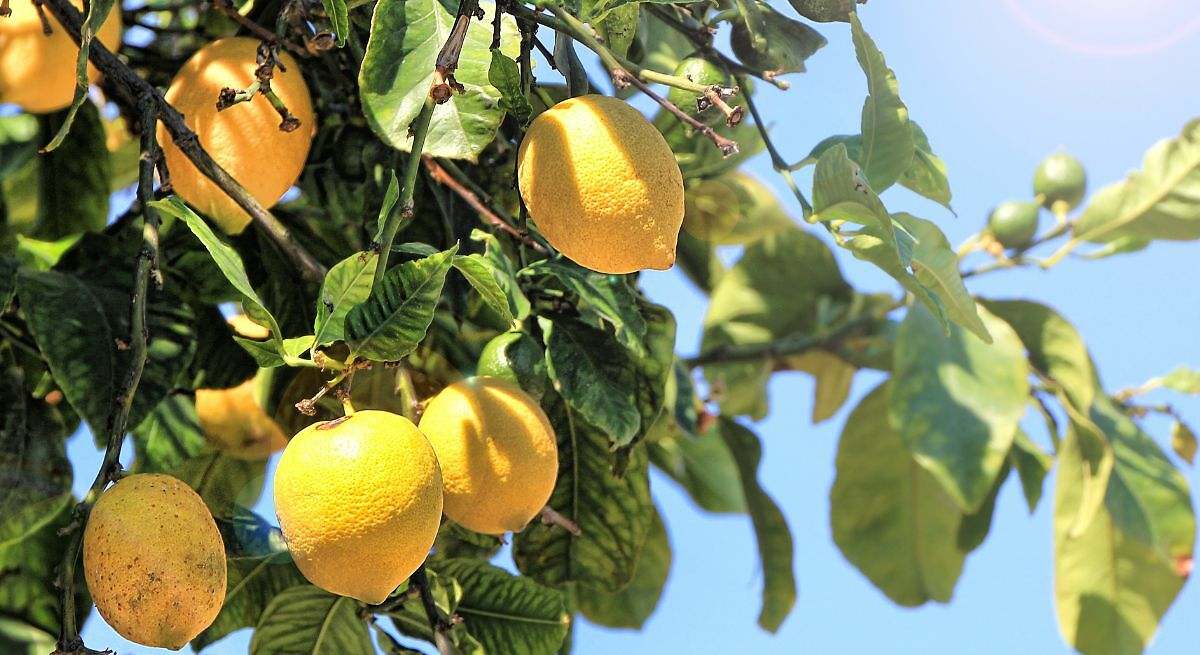Cuál es el truco casero para hacer crecer un limonero en menos de un mes