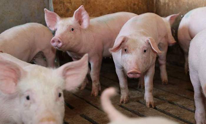 mercopig