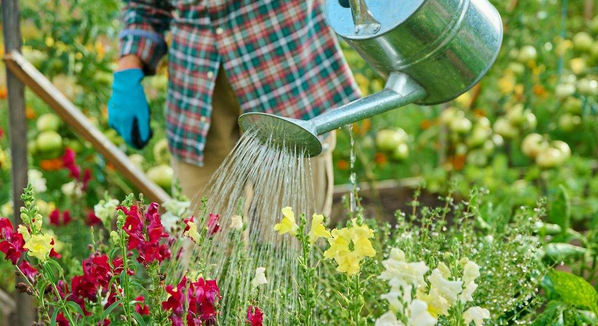 Ni café ni cáscaras de huevo: el abono casero considerado como 'oro verde' para revivir y hacer crecer en verano tus plantas