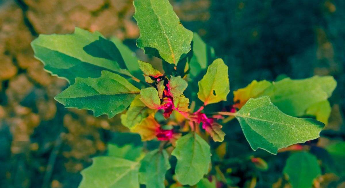 Dysphania ambrosioides