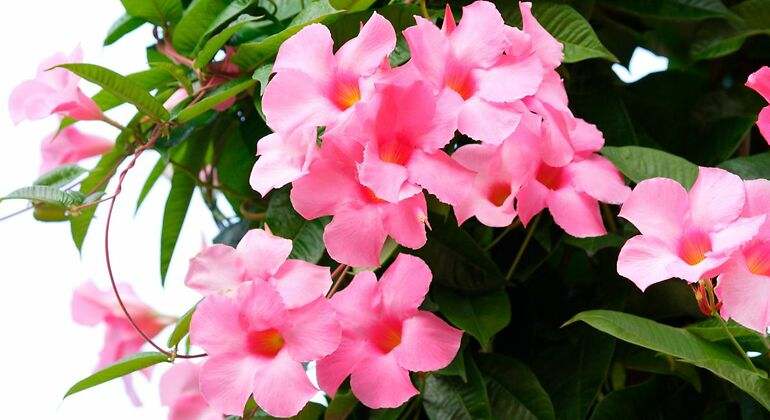 Dipladenia