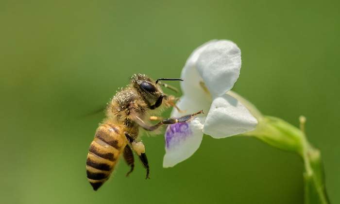 abeja-flor-polen-alamy.jpg