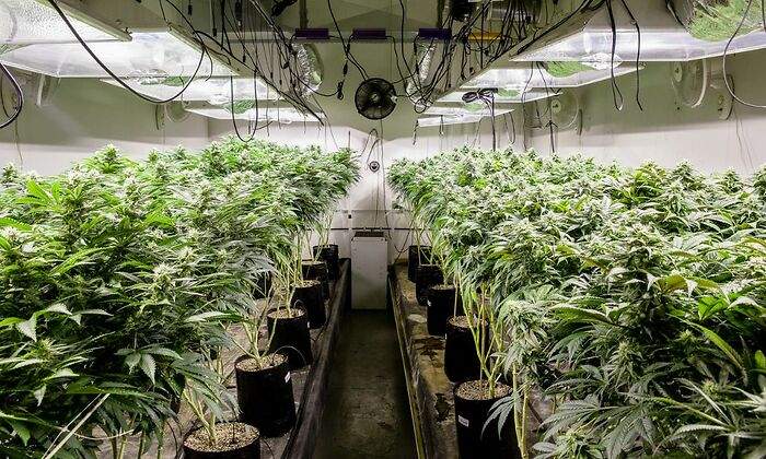 marihuana-trama-dreamstime.jpg