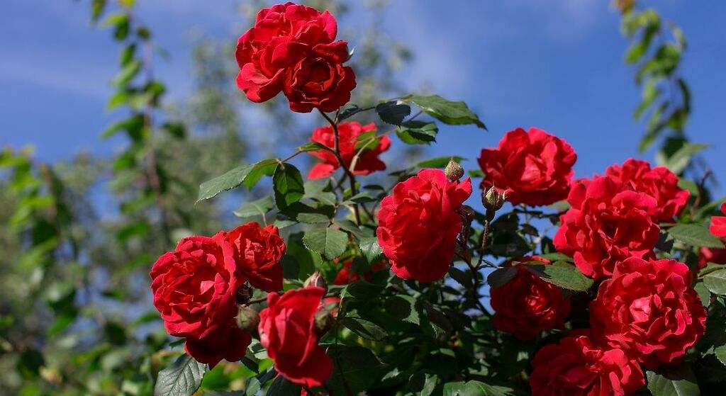 Cómo hacer agua de rosas