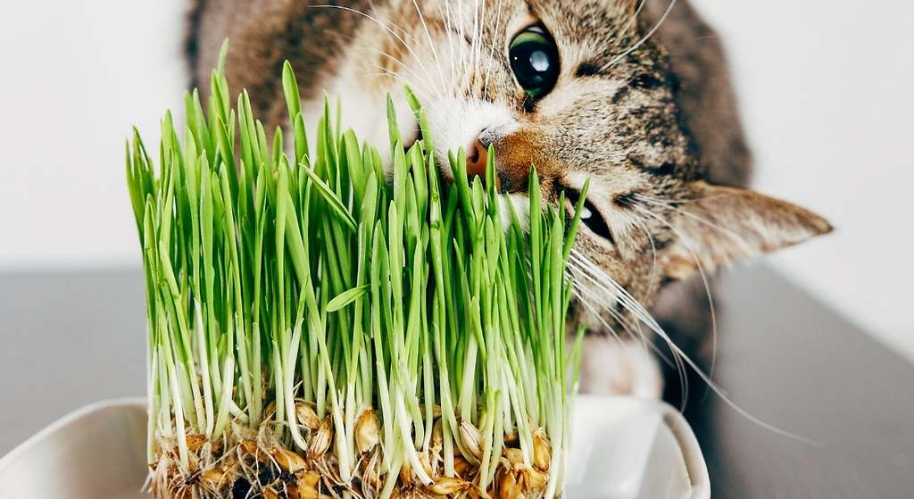 Juguetes con catnip