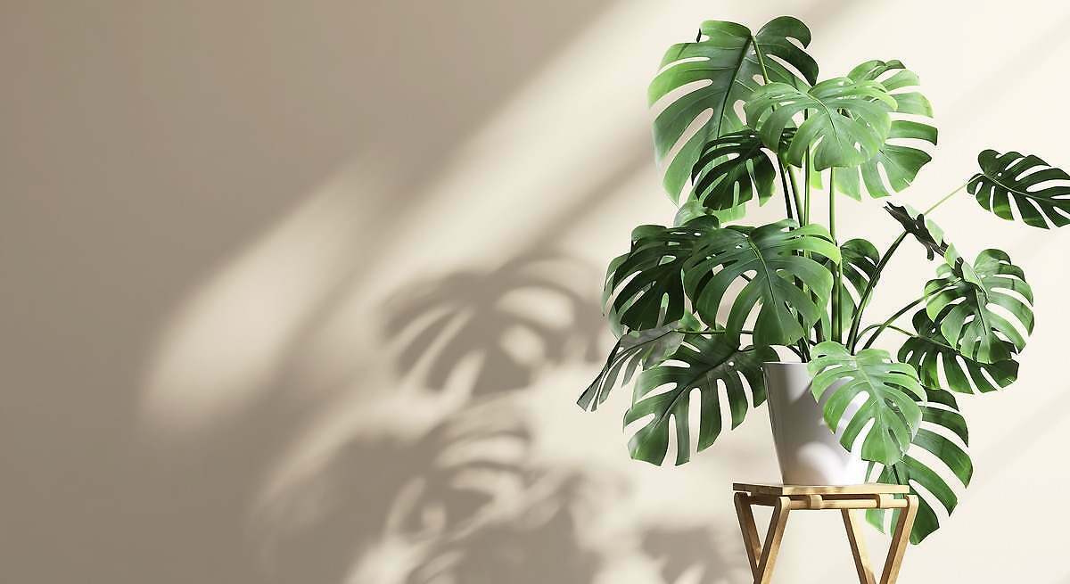 Cómo cuidar una monstera: la Costilla de Adán es una de las más agradecidas para devolver la exuberancia a tu casa