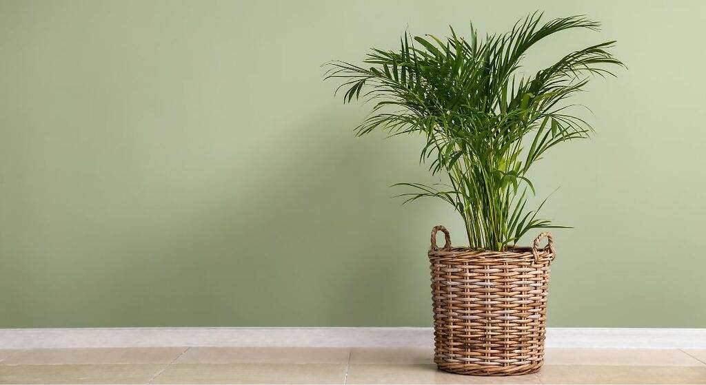 La palmera areca