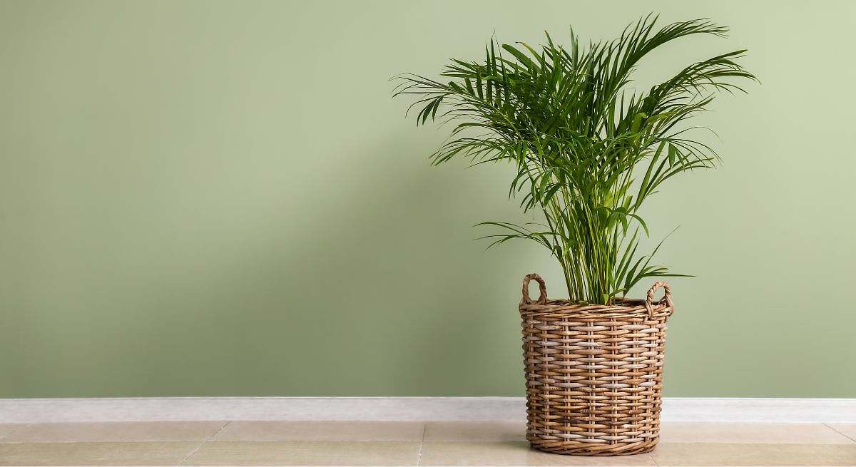 La palmera areca