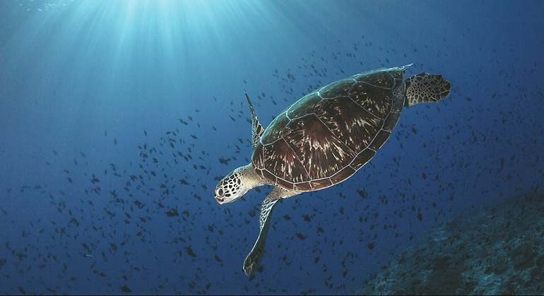 Nadar entre tortugas y mantarrayas junto a un biólogo es una de las actividades estrella.