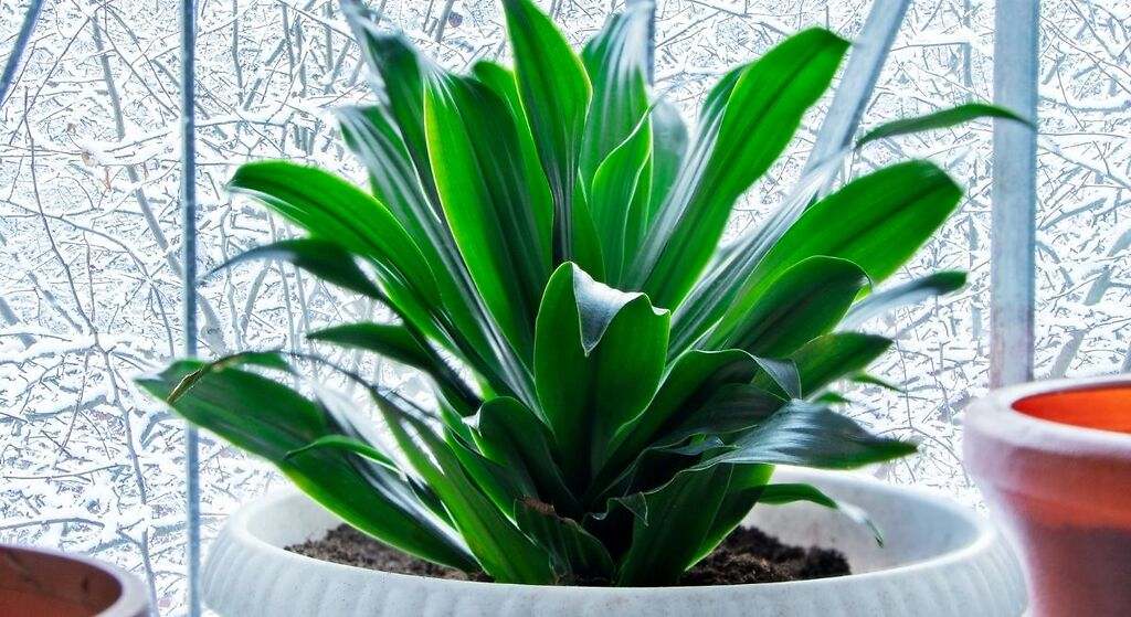 Poca luz. Aspidistra elatior