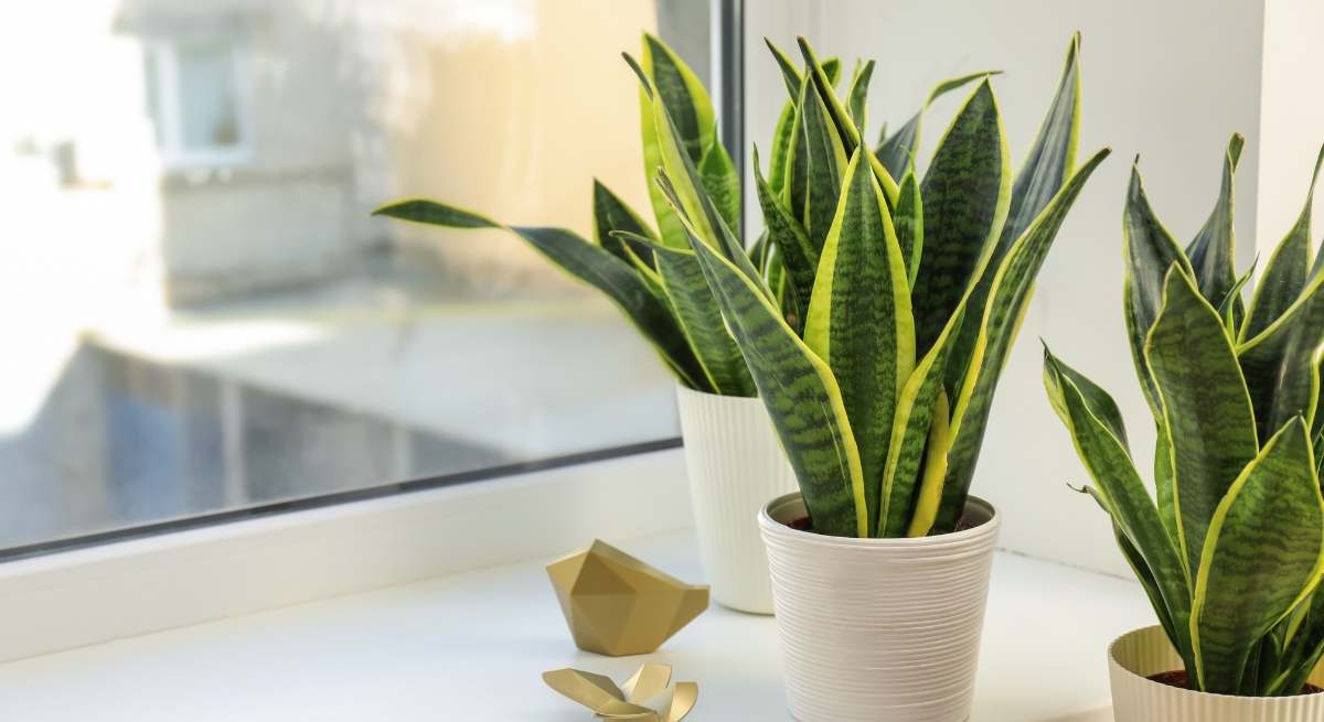 Sansevieria o lengua de suegra