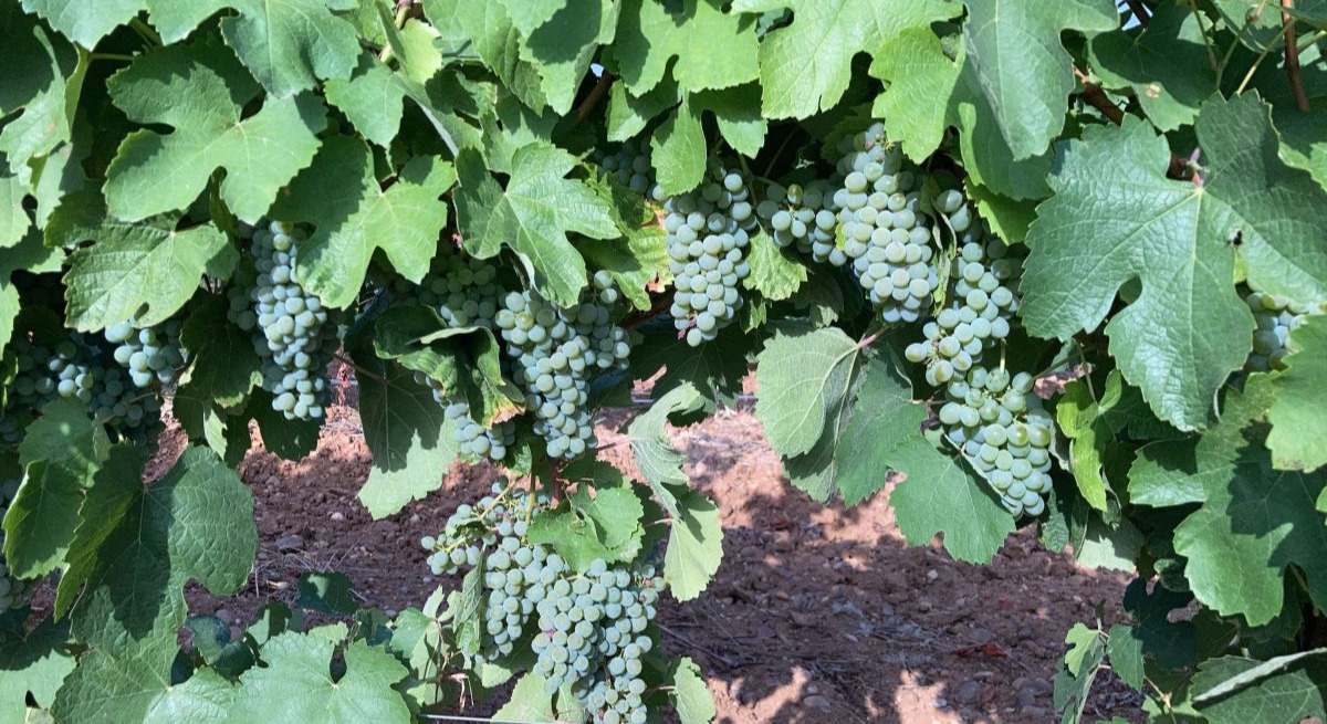Asaja pide a las administraciones ayudas directas para los viticultores afectados por el mildiu en la DO Rueda