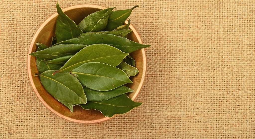 Hojas de laurel