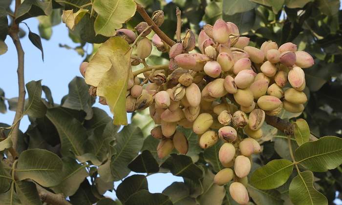 Arbol-de-pistachos--iStock.jpg