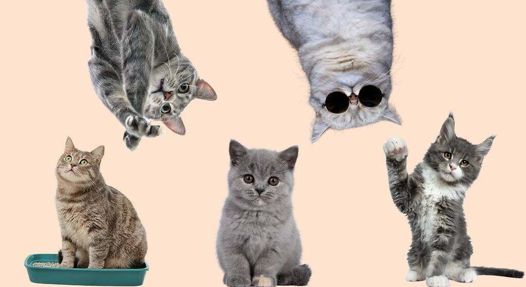 Del Savannah al Khao Manee: estos son los gatos más caros del mundo