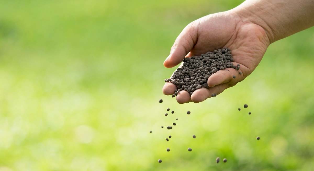 Poca luz y fertilizantes