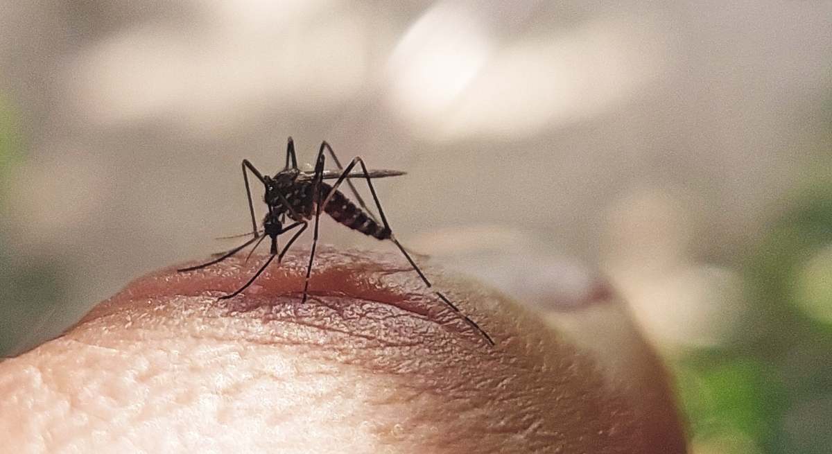 mosquito-tigre