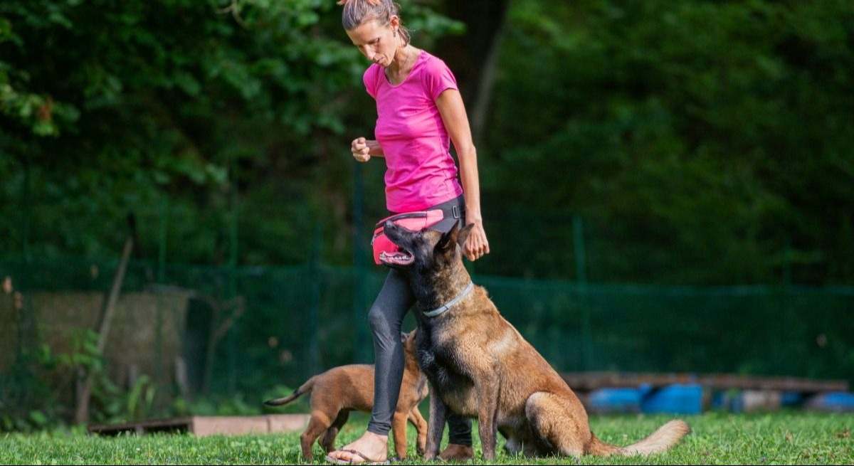 Un experto en mascotas advierte a los dueños de perros: "Estas razas no son para principiantes"
