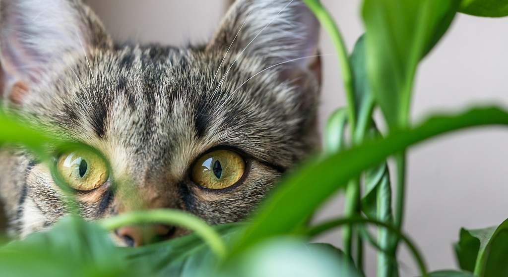 Las 5 plantas tóxicas para los gatos y que casi todo el mundo tiene en casa