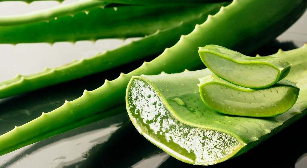 Cómo hacer crema de aloe vera en casa: la planta que estimula la producción de colágeno y rejuvenece la piel