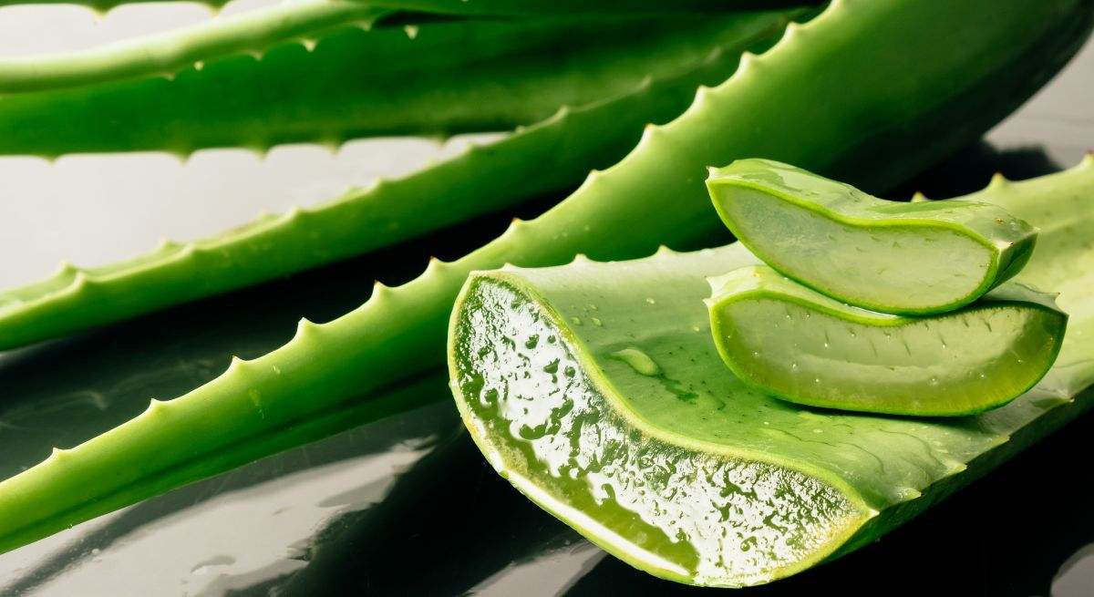 Cómo hacer crema de aloe vera en casa: la planta que estimula la producción de colágeno y rejuvenece la piel